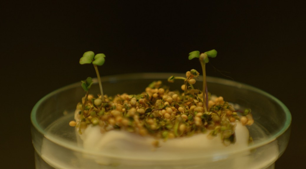 seed germinating with MOF