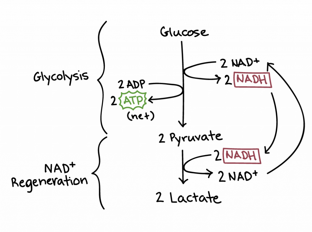 Fermentation Jiann Hughes 2017