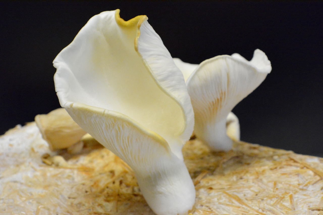 Oyster mushroom with MOF