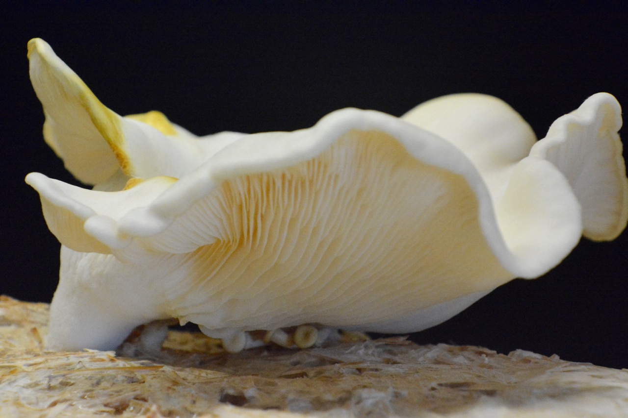 Oyster mushroom with MOF